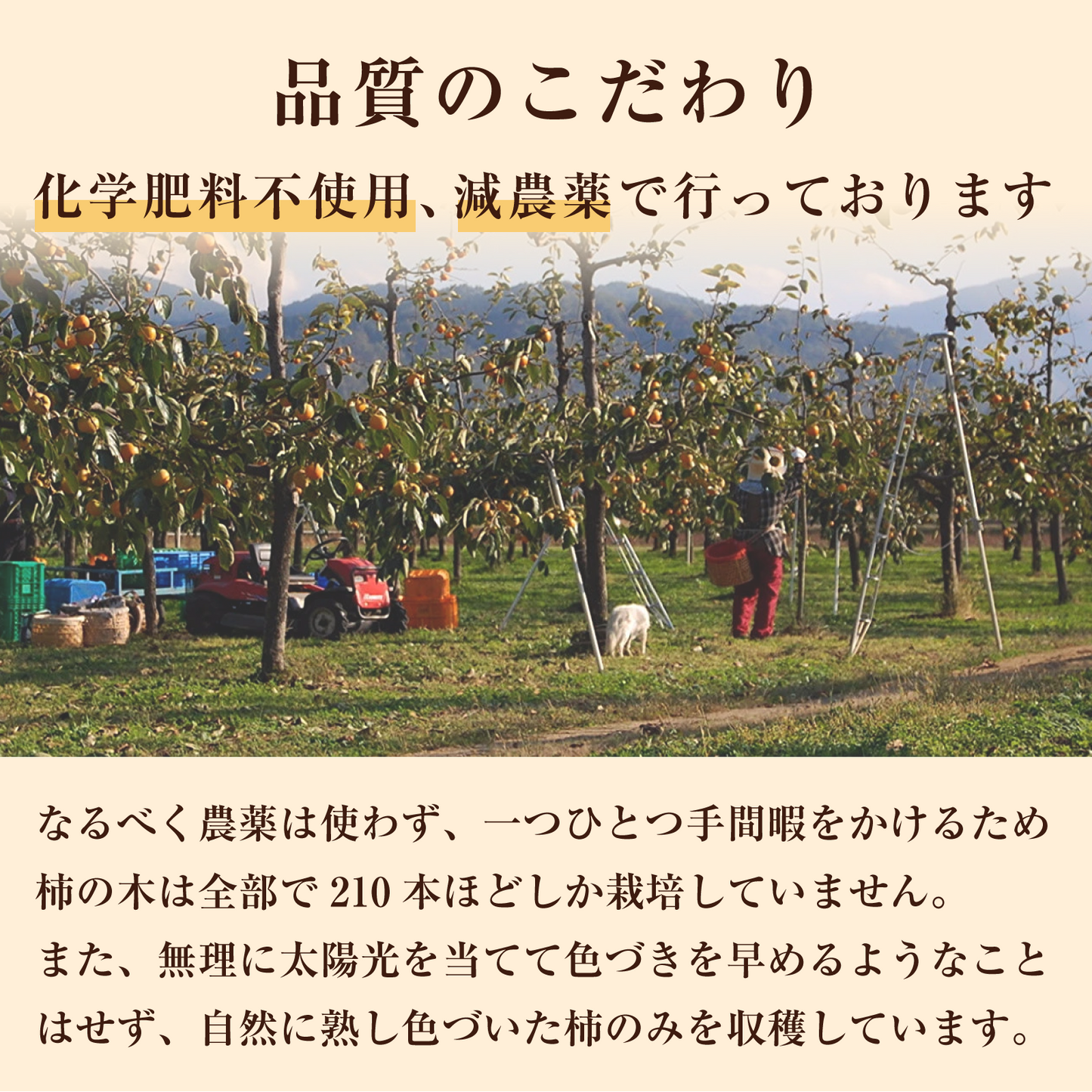 【無添加・砂糖不使用】会津みしらず柿チップス